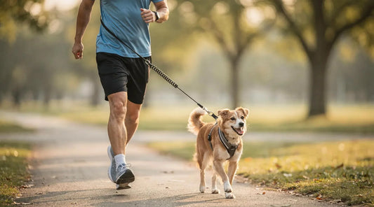 Bungee Dog Leash: Comfort & Safety