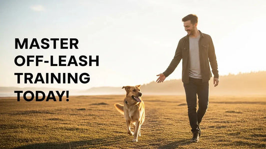 Master Off-Leash Training Today!