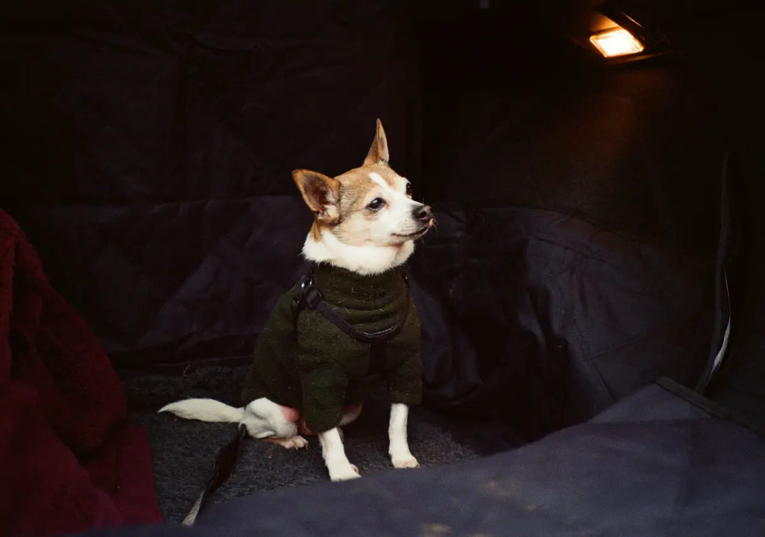 Dog sitting inside tent at night on camping bed wearing sweater, warm and comfortable sleep setup