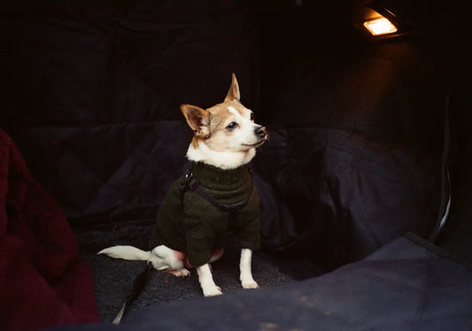 Dog sitting inside tent at night on camping bed wearing sweater, warm and comfortable sleep setup