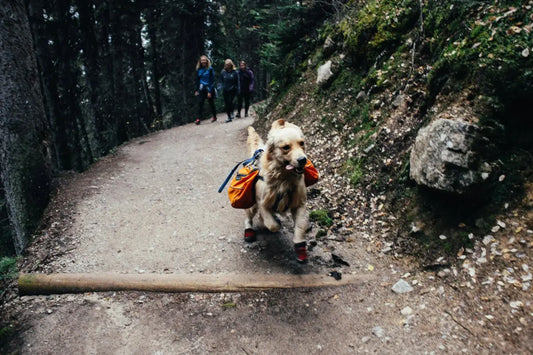 Dog wearing a hiking backpack and trail boots running on a forest hiking trail.