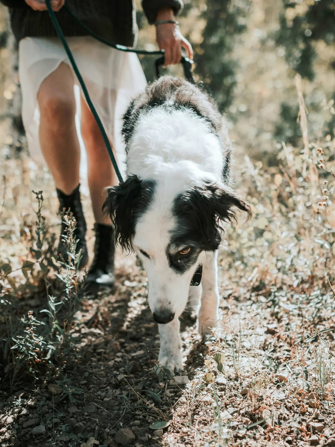 Black and white dog on a leash hiking a forest trail with owner during an outdoor camping trip
