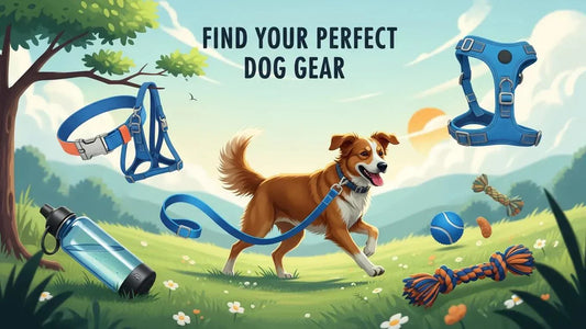 Find Your Perfect Dog Gear
