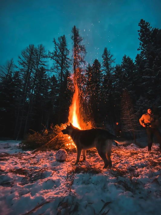 Dog standing near a campfire at night during a winter camping trip in the forest