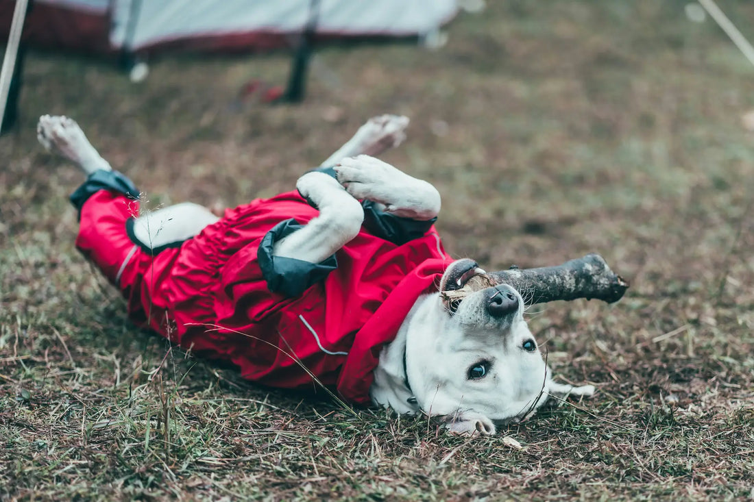 Dog wearing a red jacket playing on the ground outdoors while holding a stick during a camping adventure