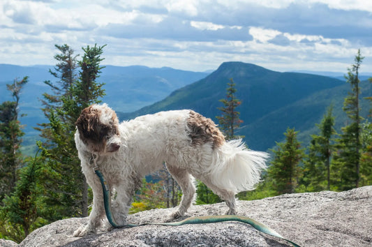 Best Practices for a Dual Retractable Leash - Safety Tips