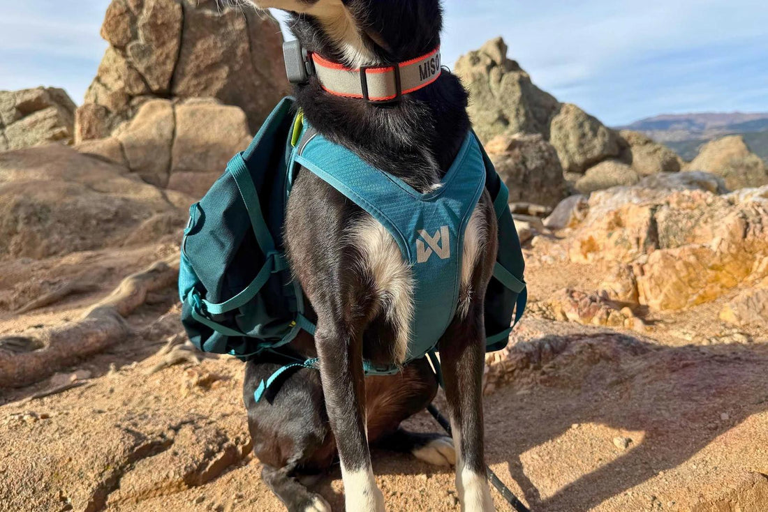 best backpack for hiking with dog Kurgo Big Baxter Harness, Coastal Blue bike tours Best Dog Backpack Carrier for