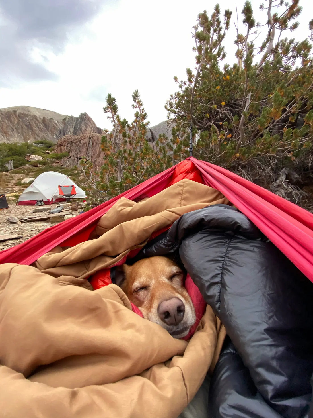 Dog sleeping in a warm camping setup at a mountain campsite during an overnight trip