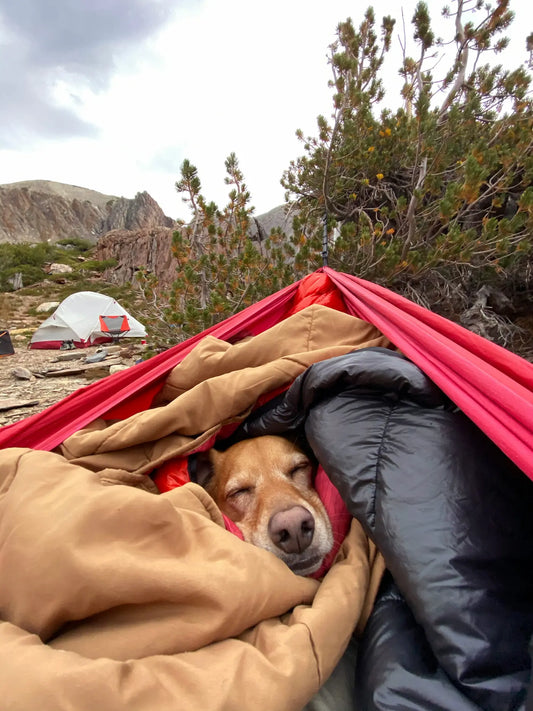 Dog sleeping in a warm camping setup at a mountain campsite during an overnight trip