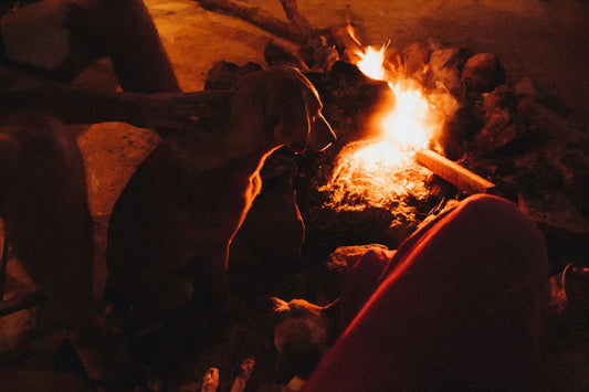 dog sitting near campfire at night while camping