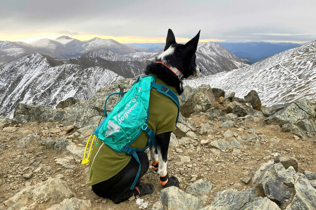 Dog wearing a balanced hiking backpack while walking on a forest trail
