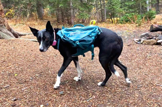 Signs Your Dog Is Overloaded While Hiking (What to Watch For)