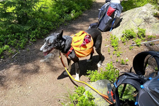 Dog wearing uneven hiking backpack leaning to one side on trail