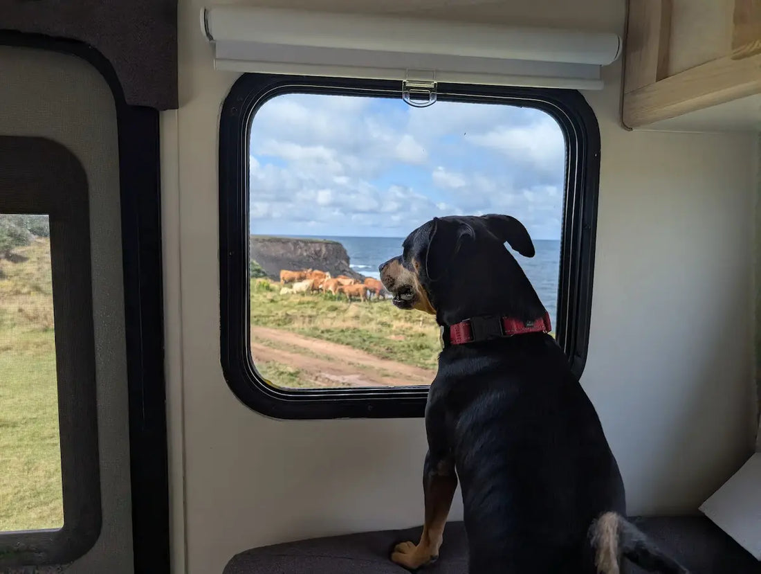 dog sitting inside RV looking out window during camping trip by the coast