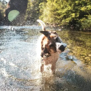 Dog shaking off water while standing in river during outdoor adventure