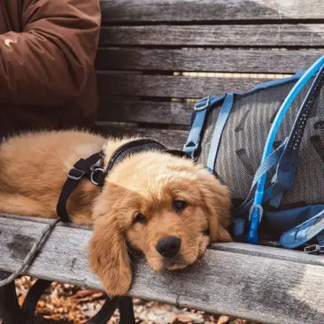Golden retriever puppy resting on bench beside hiking backpack during outdoor adventure