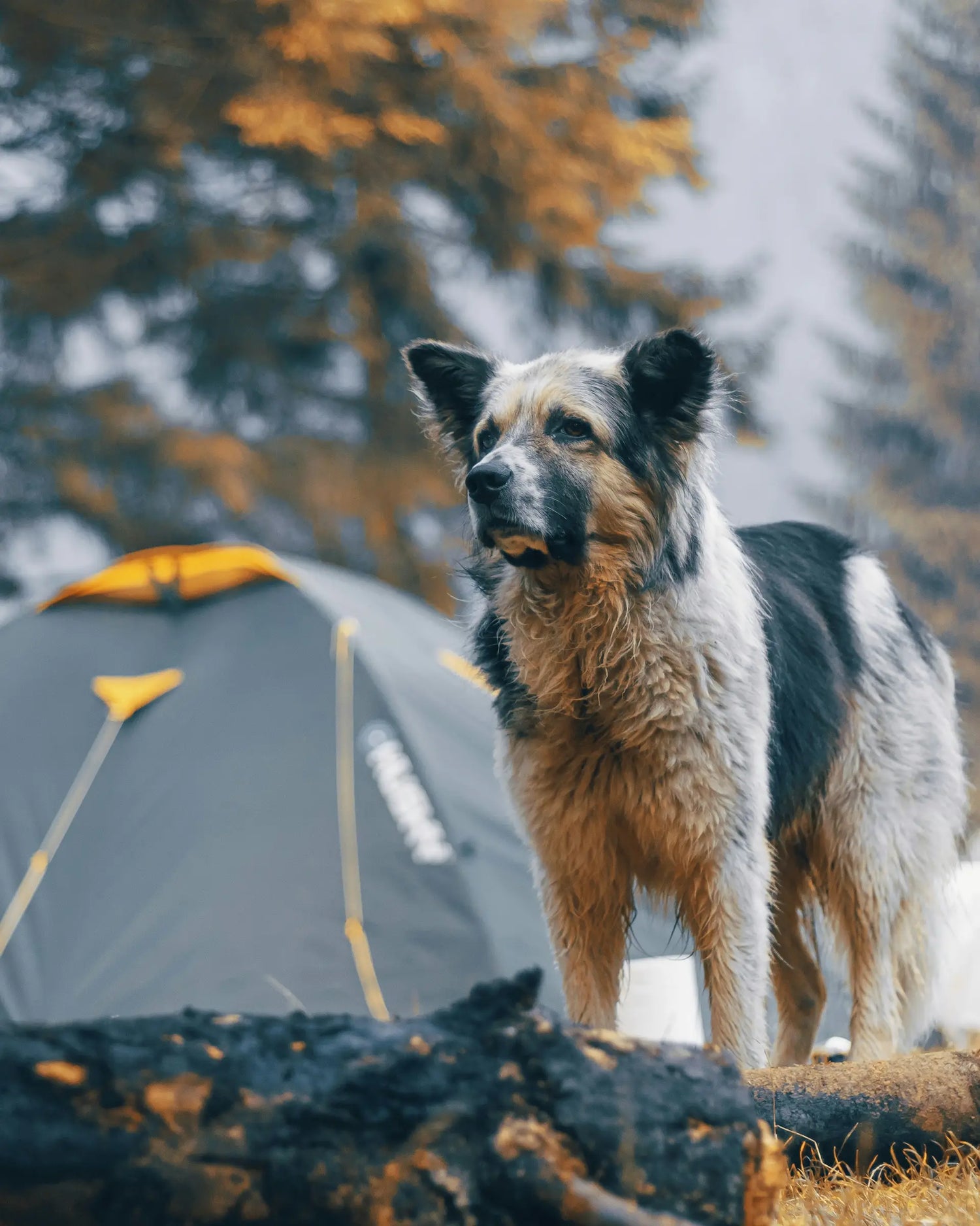 Dog standing near a camping tent in a forest setting during an outdoor adventure