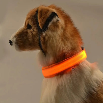 Dog wearing an orange LED light-up collar for nighttime visibility and safety