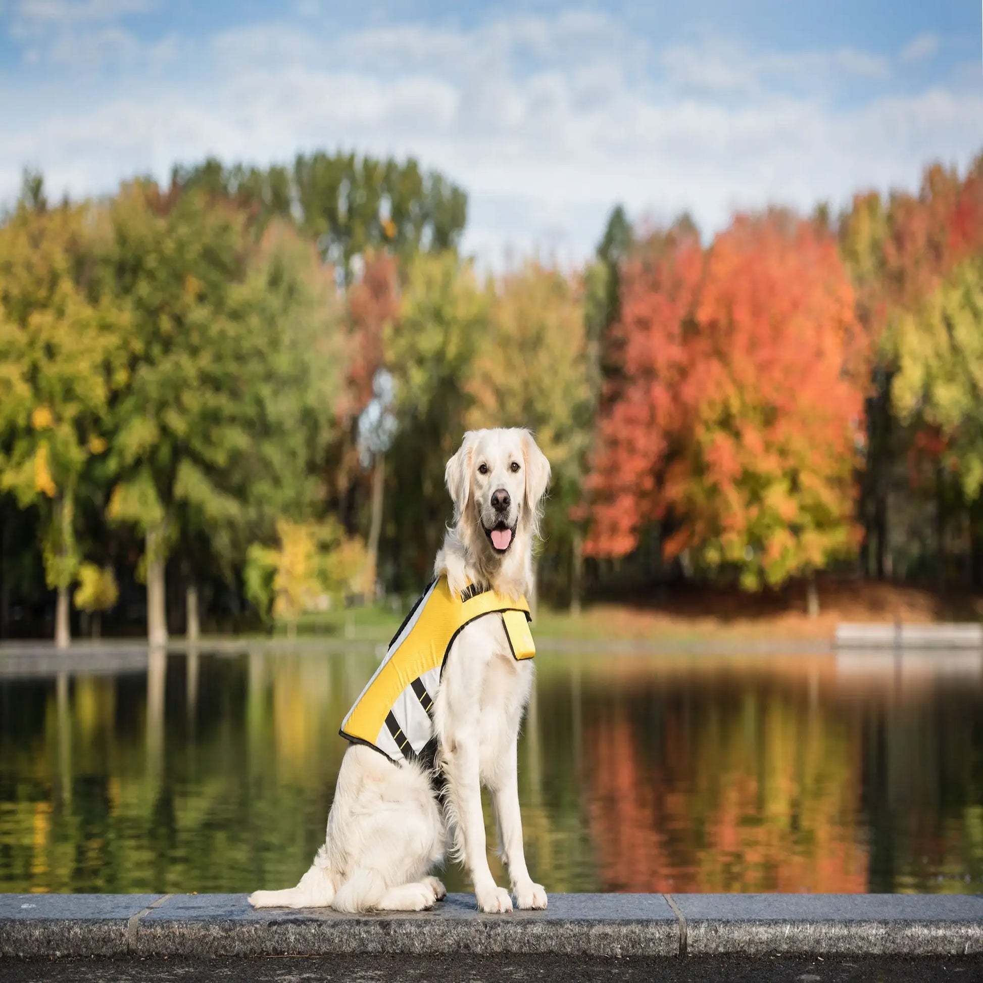 Dog wearing a yellow life jacket while hiking near a lake, designed for outdoor adventures and water safety